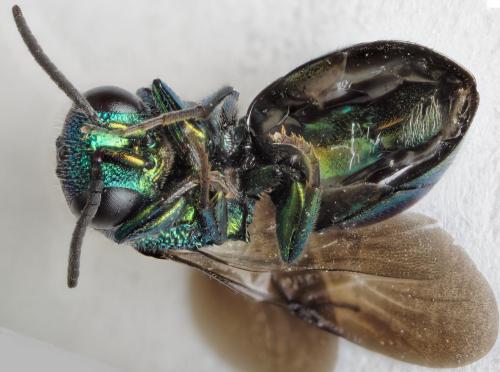 Omalus puncticollis
